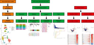 Molecular mechanisms regulating natural menopause in the female ovary: a study based on transcriptomic data